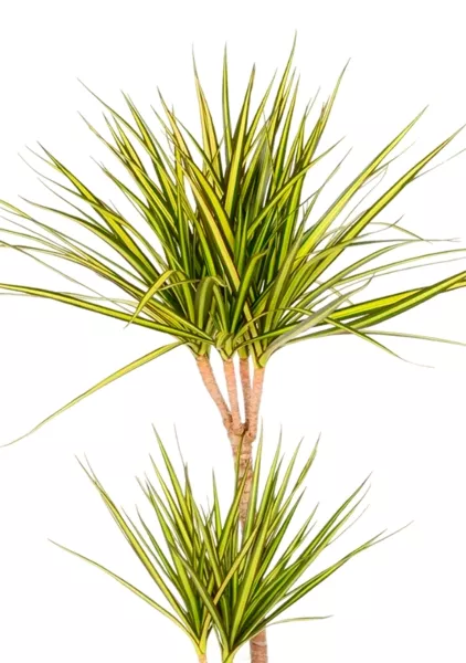 Драцена Маргината Санрей 2 ствола 17/70 см QUADRO LS 21