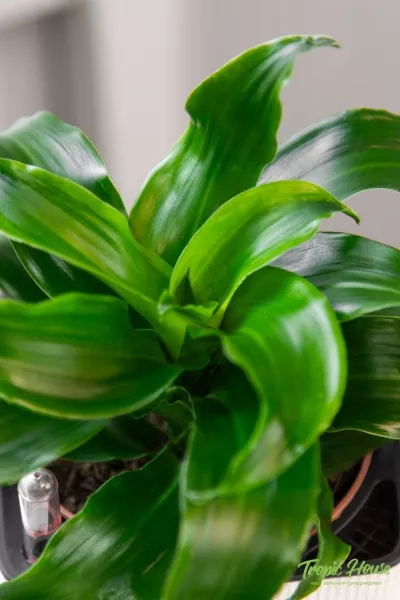 Драцена Твист 12/20