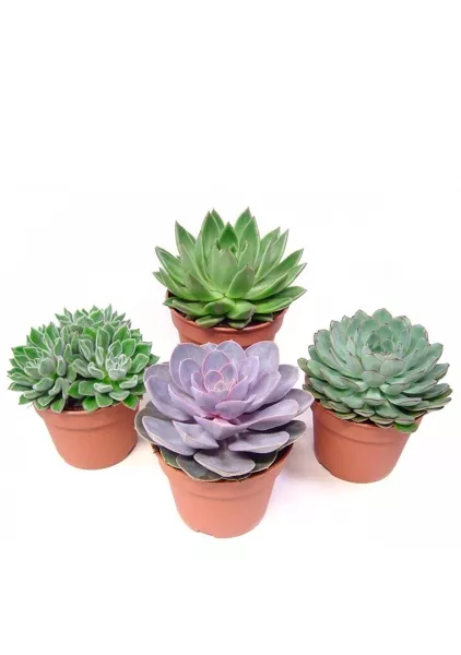 Эхеверия Цветной микс в CANTO STONE 14