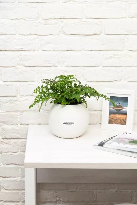 Папоротник Парвати в PURO 20