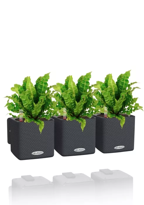 Асплениум Криспи в ЗЕЛЕНАЯ СТЕНА Home Kit Color 15, серый