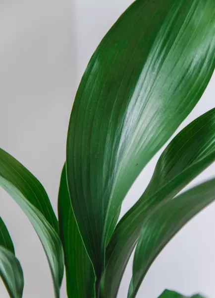 Аспидистра Элатиор 15/55 см