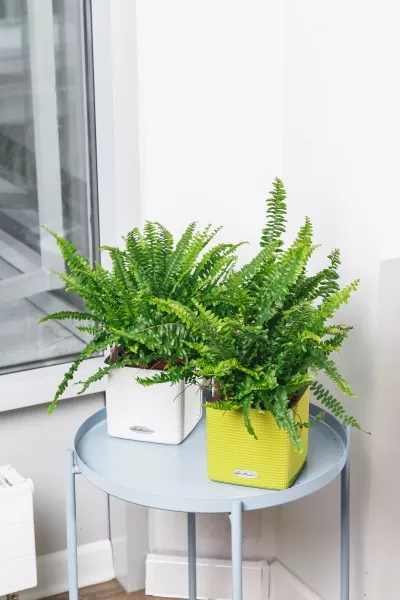 Папоротник Нефролепис Грин Леди 12/30 см