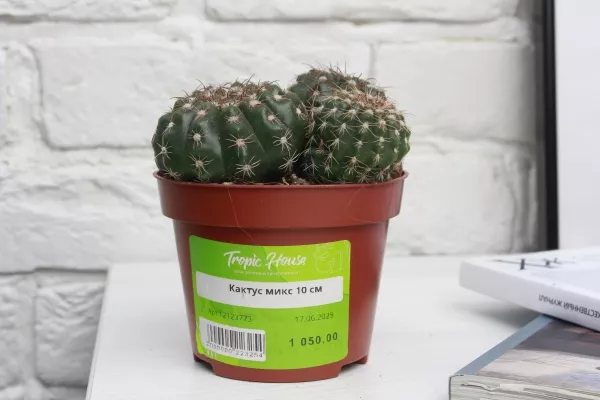 Кактус микс 10 см в CUBE GLOSSY KISS 14