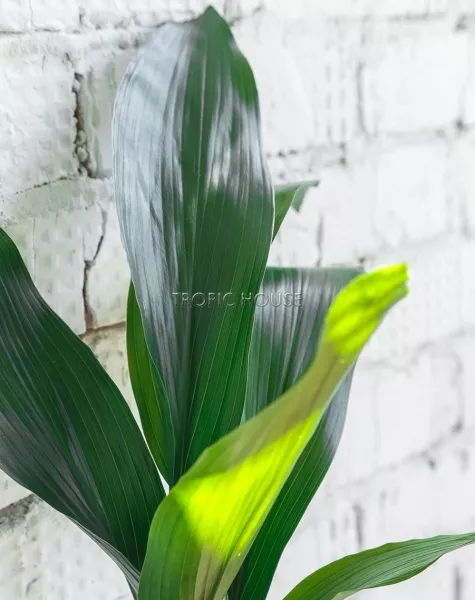 Аспидистра Элатиор 17/70 см в LAMELA Juka 19x19