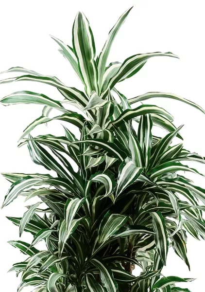 Драцена Варнески в RONDO 40