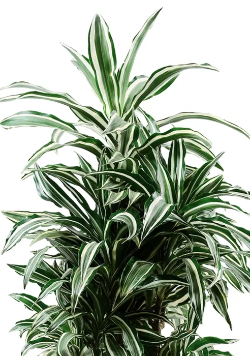 Драцена Варнески в RONDO 40