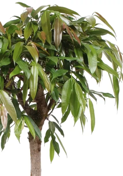 Фикус Амстел Кинг на штамбе 27/120 в QUADRO LS 35