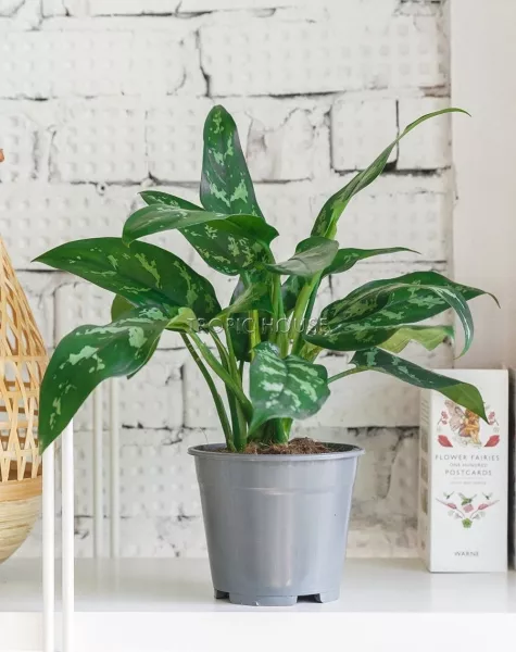 Аглаонема Мария 12/30 см в LAMELA MAGNOLIA fi 135