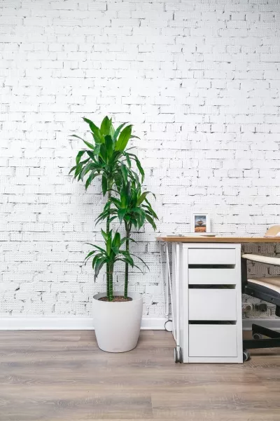 Драцена Джанет Крейг 3 ствола 30/150 см в CLASSICO COLOR 28