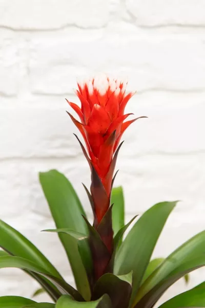 Гузмания Премиум красная 12/45 см