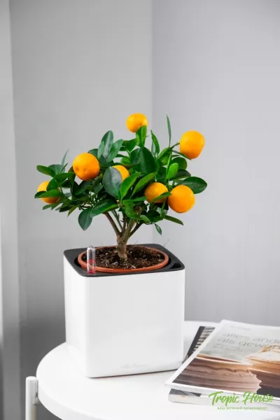 Цитрус Каламондин 12/30 см