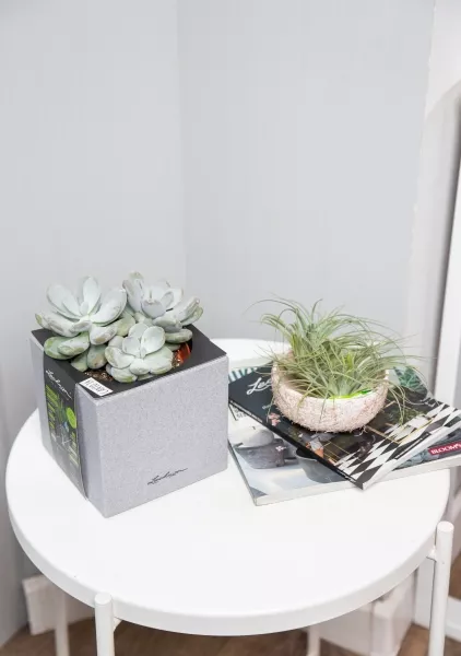 Пахифитум в CANTO STONE 14