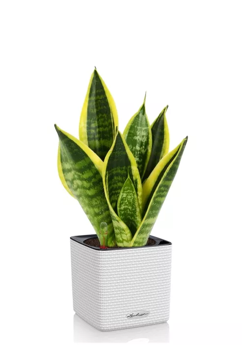 Сансевиерия Футура Суперба в CUBE COLOR 14, белый