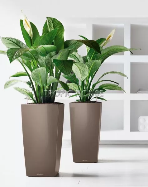 Кашпо LECHUZA CUBICO 50х95 см