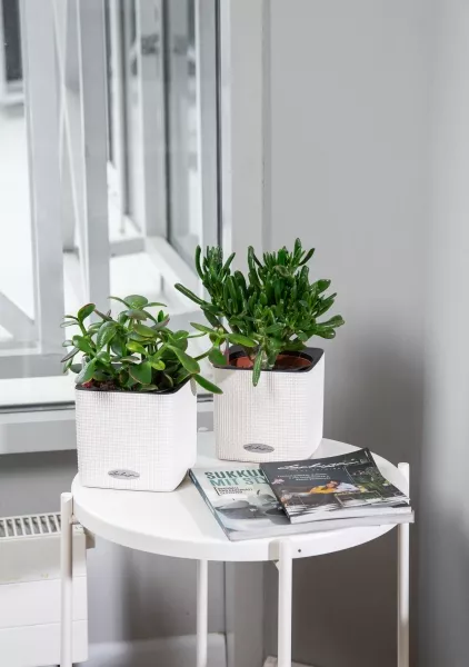 Набор Крассул в CUBE COLOR 14