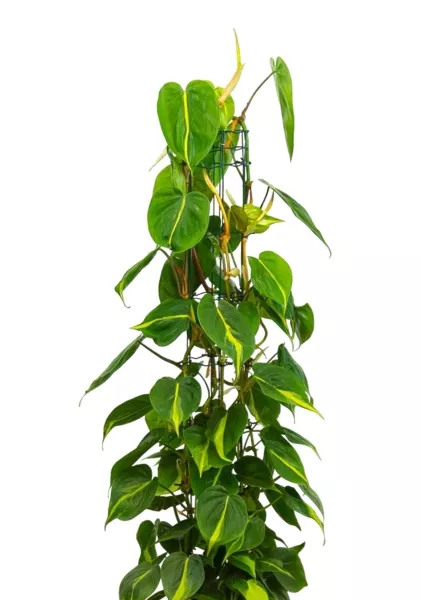 Филодендрон Сканденс Бразил на опоре 24/120 см в CLASSICO COLOR 35