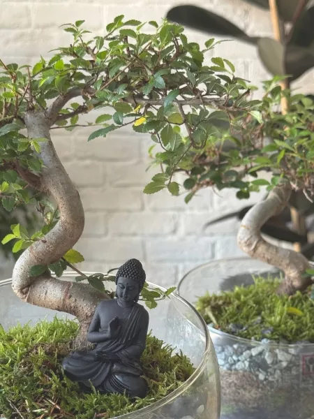 Бонсай микс в стекле 11/15 см