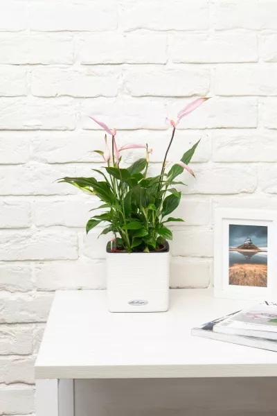 Спатифиллум розовый 13/40 см