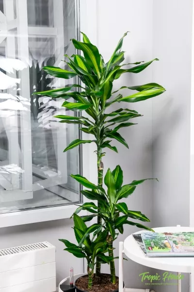 Драцена Чинто 3 ствола 21/110 см