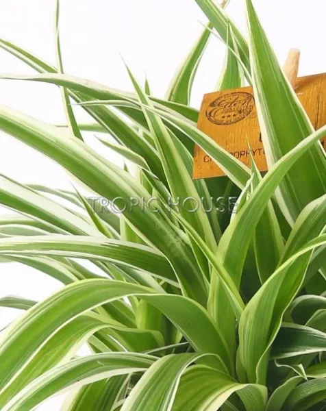 "Набор для детской" Хлорофитум в PURO 20