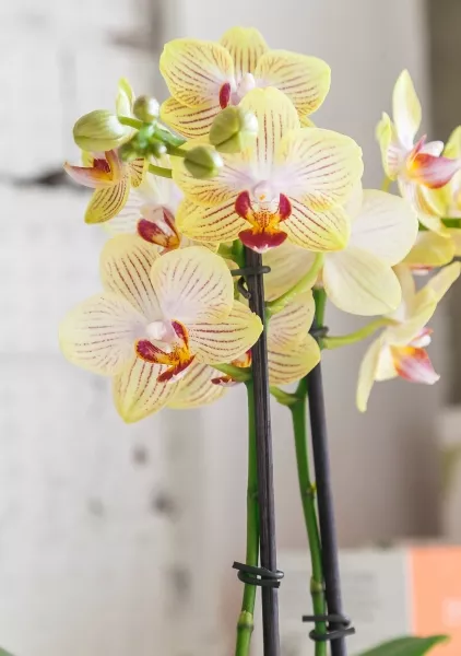 Орхидея Фаленопсис 2 ствола желтая 12/60 см