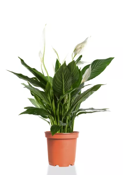 Спатифиллум 17/70 см