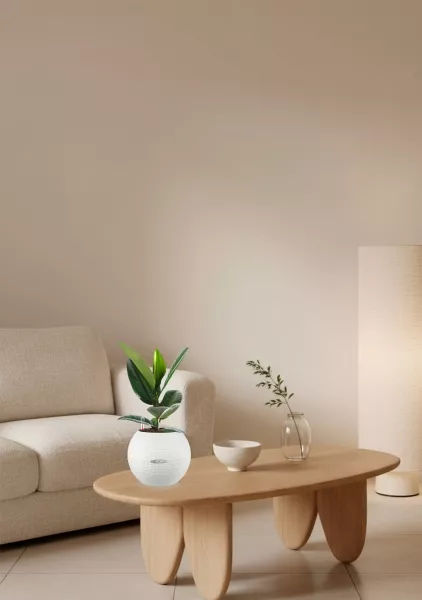 Фикус Эластика Робуста 12/40 см в PURO 20