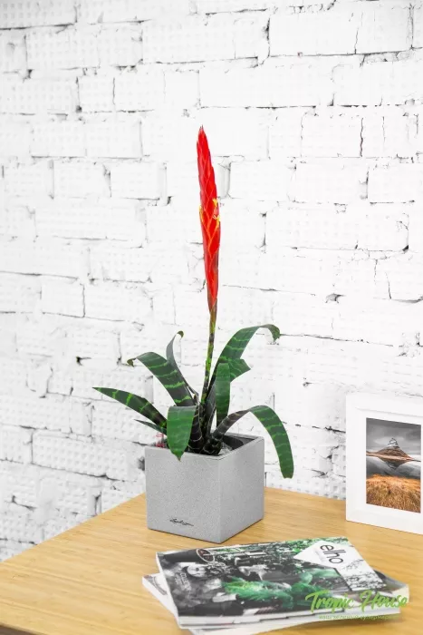 Вриезия Спленриет в CANTO STONE 14