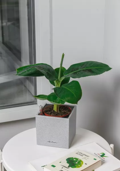 Банан в CANTO STONE 14