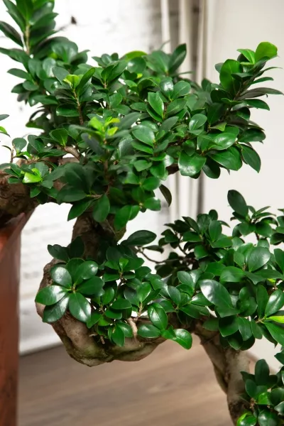 Фикус Микрокарпа Гинсенг каскад 30/70 см