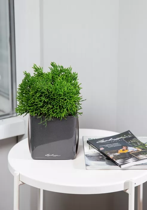 Рипсалис в CUBE Glossy 14