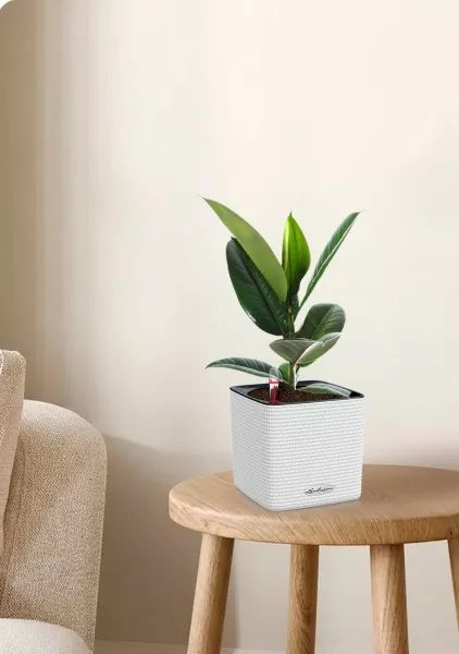 Фикус Эластика Робуста 12/40 см в CUBE COLOR 14