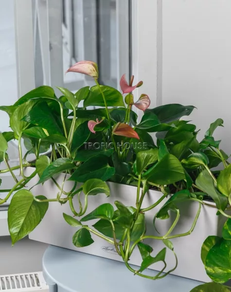 Лиственный микс с Антуриумом BALCONERA COLOR 50