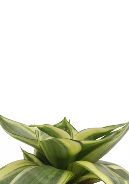 Сансевиерия Голден Ханни 6/15 см в CUBE GLOSSY KISS 14