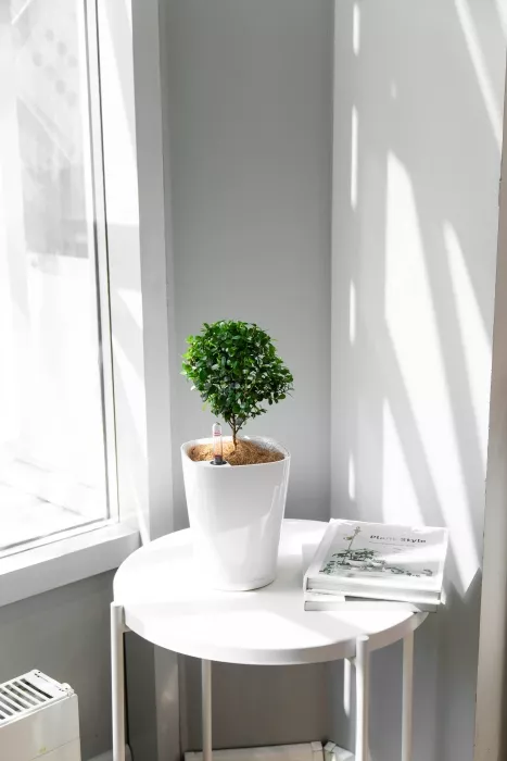 Мирсина в MINI-DELTINI 10