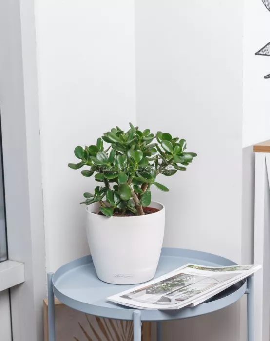 Крассула Овата в CLASSICO Color 21