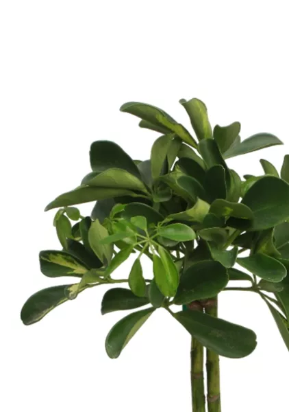 ШеффШеффлера Голд Капелла штамб 12/40 см в CLASSICO COLOR 18