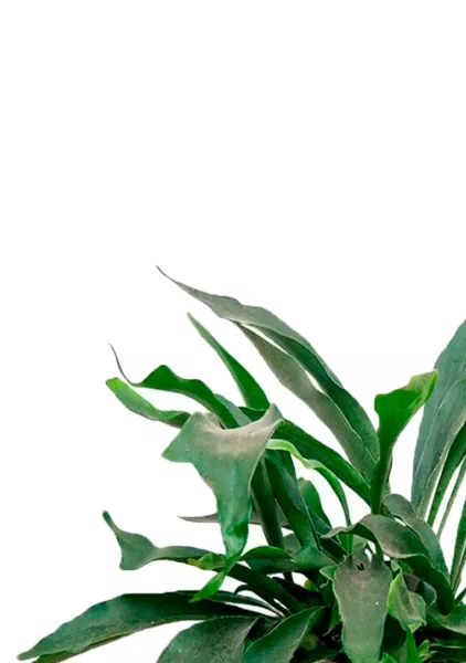 Платицериум Бифуркатум 21/40 см