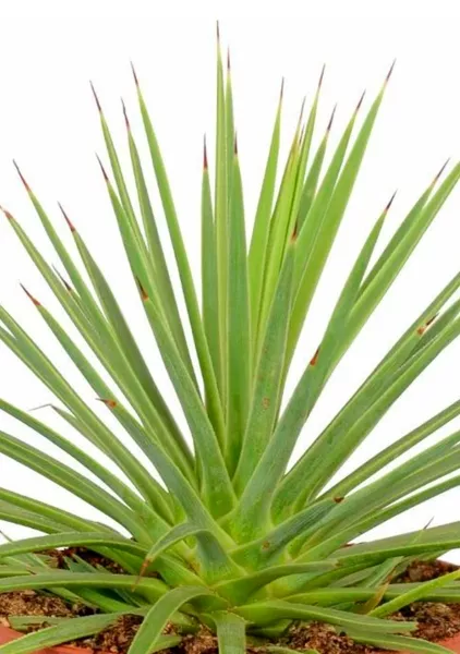 Агава Нана 10/20 см