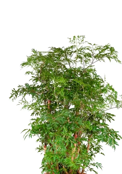 Полисциас Гавайи Минг 21/90 см в CLASSICO LS 28