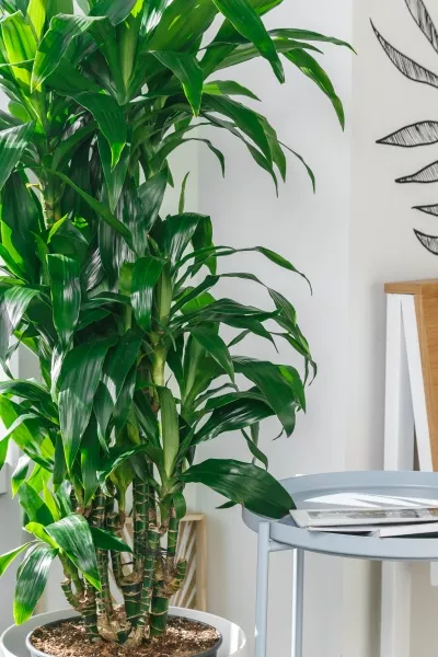 Драцена Джанет Крейг бранч 27/140 см