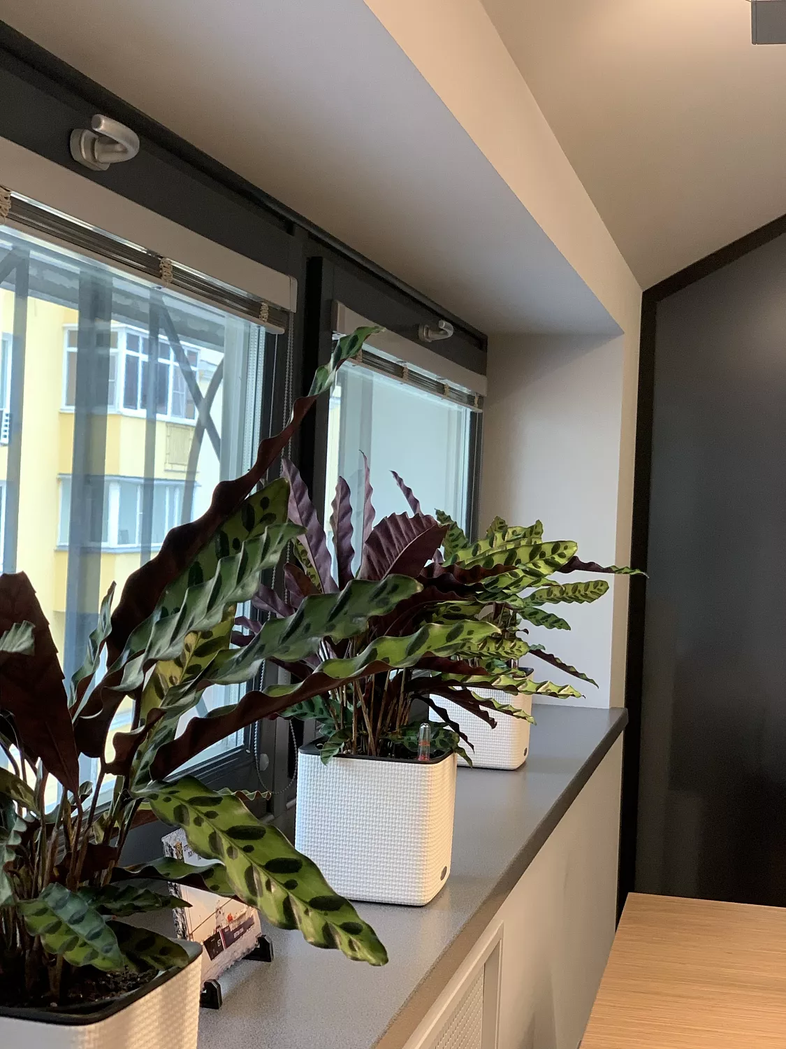 СЕРВИСНЫЙ УХОД ЗА РАСТЕНИЯМИ