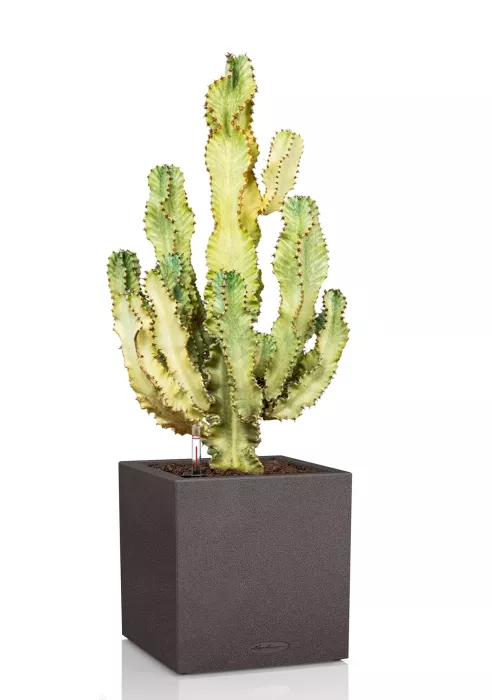 Эуфорбия Ингенс в CANTO STONE LOW 40, графитовый черный