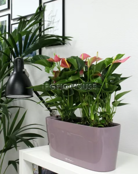 Антуриум розовый в DELTA 20