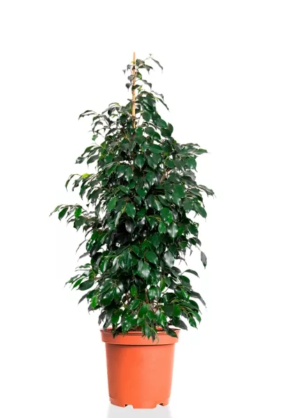 Фикус Бенджамина Даниэль 27/120 см