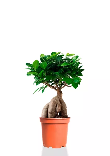 Фикус Микрокарпа 12/30 см