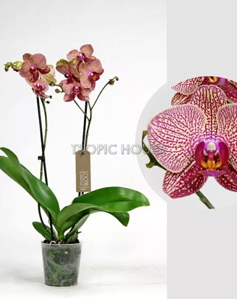 Орхидея Фаленопсис тигровая 12/60 см