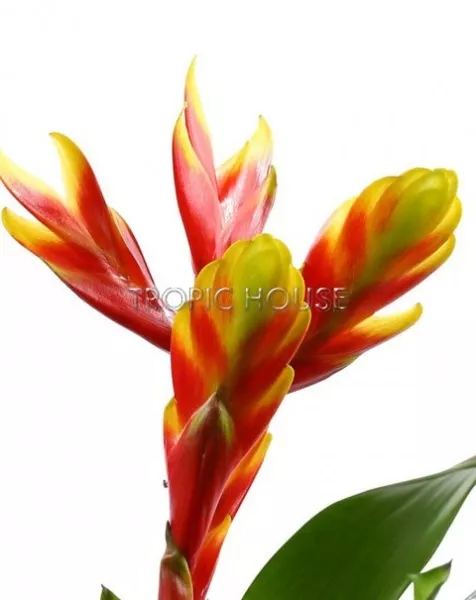 Вриезии в DELTA 20