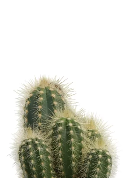 Кактус микс 8 см в CANTO STONE 14